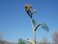 cantara Calatabiano18032012 038